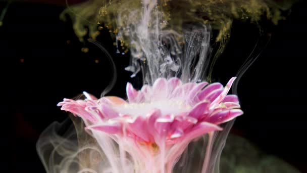 Πολύχρωμα χρώματα μελανιού εκβάλλει ένα λουλούδι το νερό — Αρχείο Βίντεο