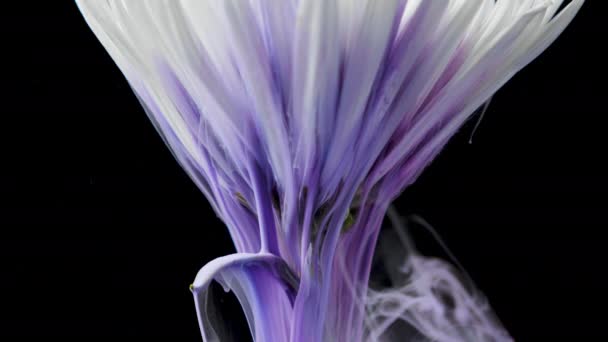 Colorful paint ink flows a flower into the water — Stock Video