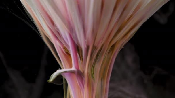 Πολύχρωμα χρώματα μελανιού εκβάλλει ένα λουλούδι το νερό — Αρχείο Βίντεο