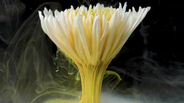 Colorato inchiostro vernice scorre un fiore in acqua — Video Stock