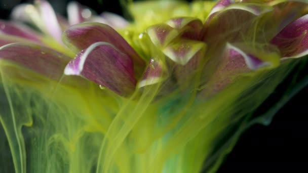 Bunte Farbe lässt eine Blume ins Wasser fließen — Stockvideo