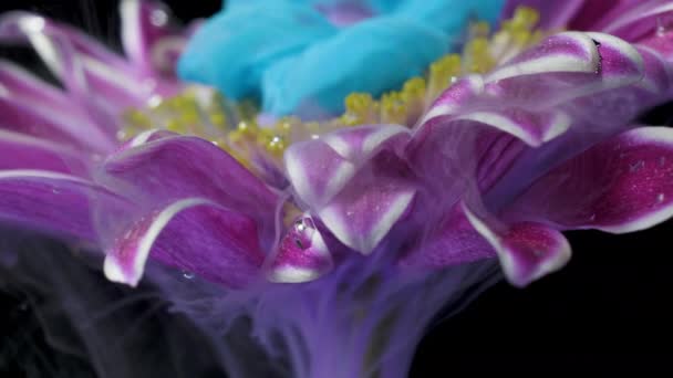 五颜六色的油漆墨水将一朵花流入水中 — 图库视频影像
