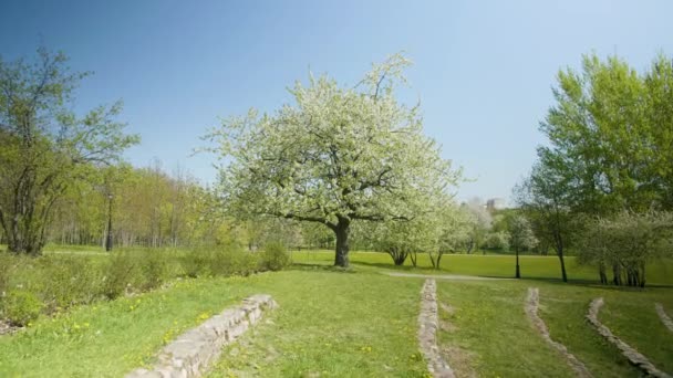 Květinový strom v letním zeleném parku — Stock video