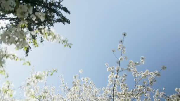 Kwitnące kwiaty drzewa w białym wiosennym sezonie piękno przyrody — Wideo stockowe