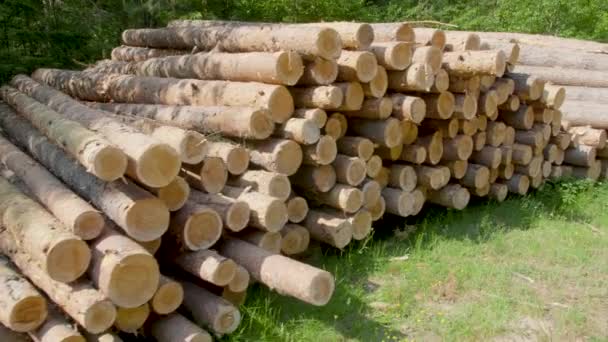 Closeup of felled and stacked tree trunks with the cut edge to the viewer — Stock Video