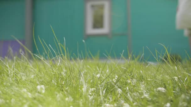 Man berjalan di halaman belakang hijau sebelum rumput memotong pada hari musim panas — Stok Video