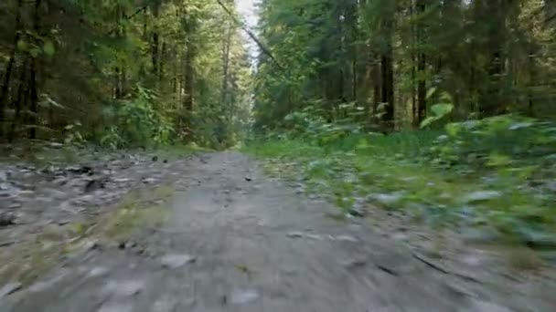 Loopbrug in het groene bos op zomerdag — Stockvideo