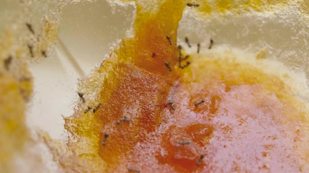 Ants eat the sweet jam from jar in the kitchen in summer day — Stock Video