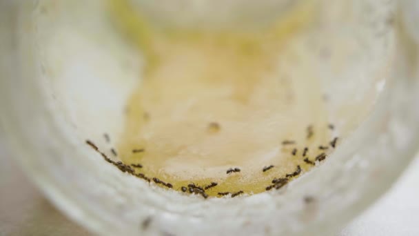 Муравьи едят сладкий мед из банки на кухне в летний день — стоковое видео