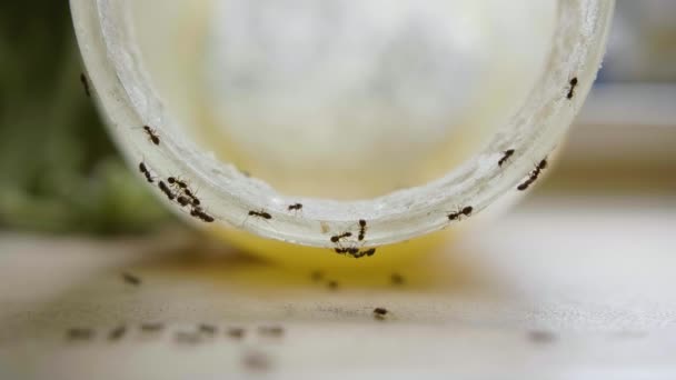 Myror äter söt honung från burk i köket i sommardag — Stockvideo