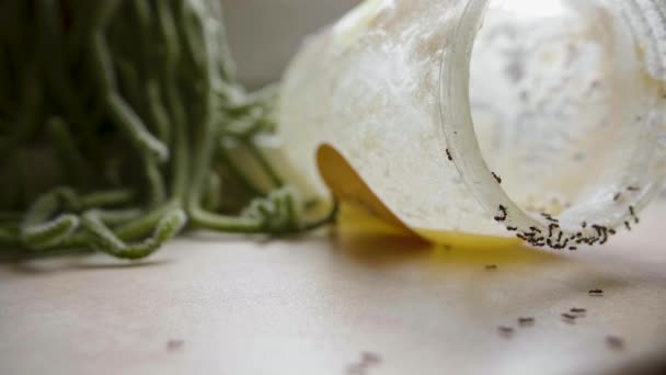 Formigas comem o mel doce do frasco na cozinha no dia de verão — Vídeo de Stock