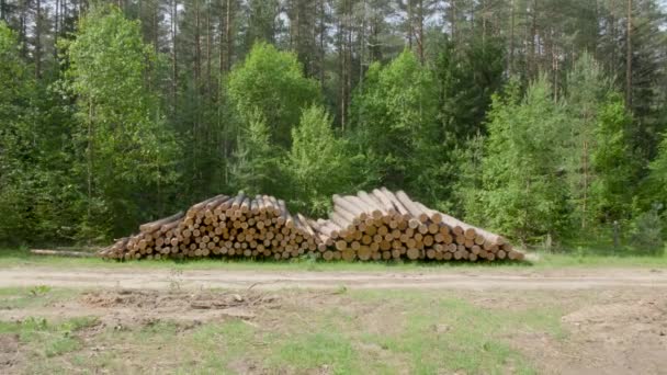 Zbliżenie ściętych i ułożonych pni drzew z krawędzią cięcia do widza — Wideo stockowe