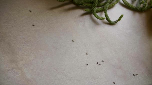 Mrówki biegną na stole w kuchni w letni dzień — Wideo stockowe