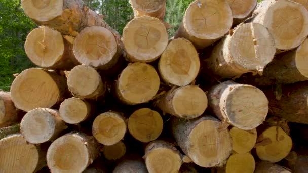 Closeup de troncos de árvores derrubadas e empilhadas com a borda de corte para o espectador — Vídeo de Stock
