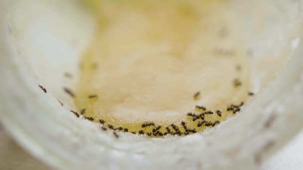 Las hormigas comen la miel dulce del frasco en la cocina en el día de verano — Vídeo de stock
