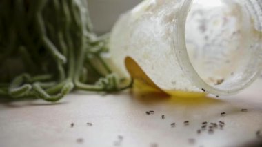 Karıncalar yaz günü mutfakta kavanozdan tatlı bal yemek