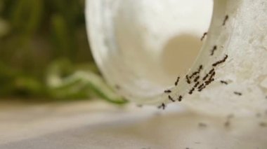 Karıncalar yaz günü mutfakta kavanozdan tatlı bal yemek