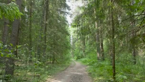 Cesta v zeleném lese v letních dnech — Stock video