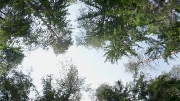 Top van de bomen in het groene bos in de zomerdag — Stockvideo