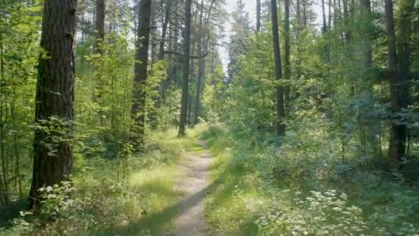 Loopbrug in het groene bos op zomerdag — Stockvideo