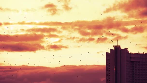 Gaivotas pássaro voando sobre as nuvens com belo pôr do sol vermelho na noite crepúsculo céu fundo — Vídeo de Stock