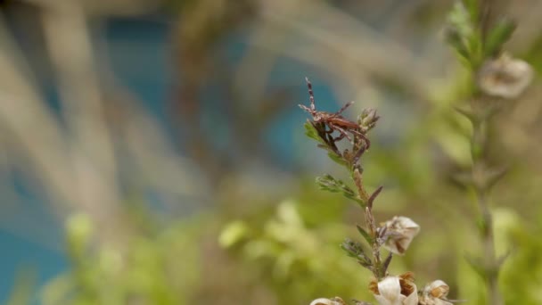 Blodsugande fästing hitta offret på kvist gräs i skogen — Stockvideo