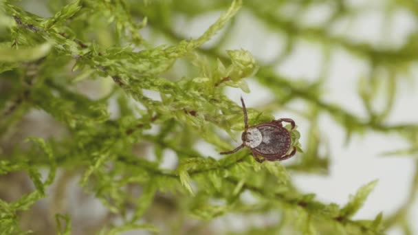 Une tique suceuse de sang trouve la victime sur le brin d'herbe dans la forêt — Video