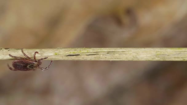 Des acariens suceurs de sang rampent sur le brin d'herbe dans la forêt pour trouver la victime — Video