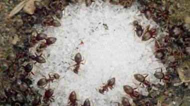Yaz günü şeker kırıntıları yiyen kırmızı bir karıncanın aşırı yakın çekimi, makro