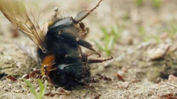 Επιθετική επίθεση των μυρμηγκιών να bumblebee στο έδαφος στο δάσος — Αρχείο Βίντεο