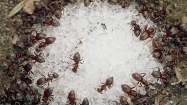 Extreme close-up van een rode mier die suikerkruimels eet op zomerdag, macro — Stockvideo