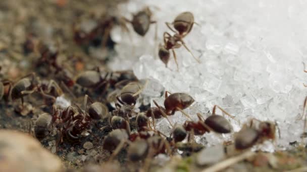 Extrémní detailní záběr červeného mravence jíst cukr drobky v letním dni, makro — Stock video