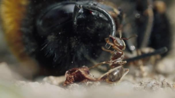 Agresivní útok mravenců na čmeláka na zemi v lese — Stock video