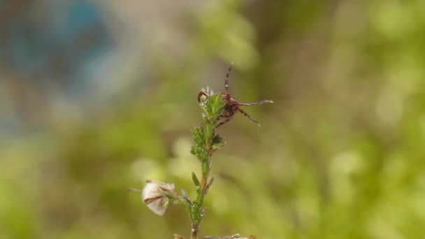 Une tique suceuse de sang trouve la victime sur le brin d'herbe dans la forêt — Video