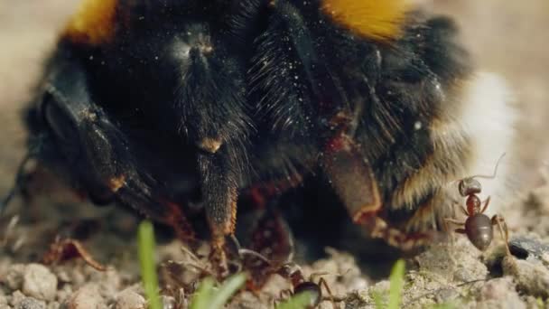 Attaque agressive de fourmis au bourdon sur le sol dans la forêt — Video