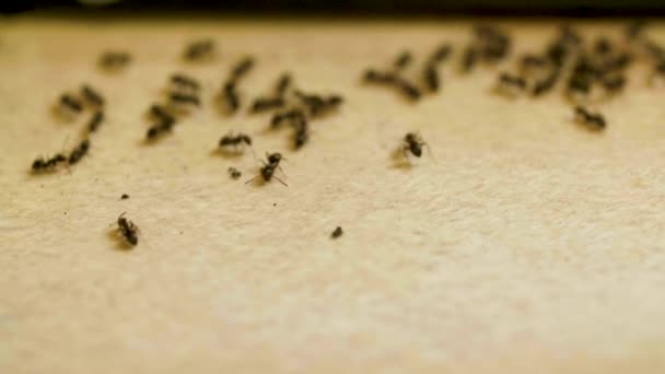 Formigas se assustam com barulho e se espalham na mesa da floresta na cozinha — Vídeo de Stock