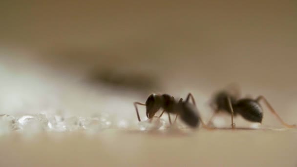 Mieren die suiker eten op houttafel in de keuken — Stockvideo
