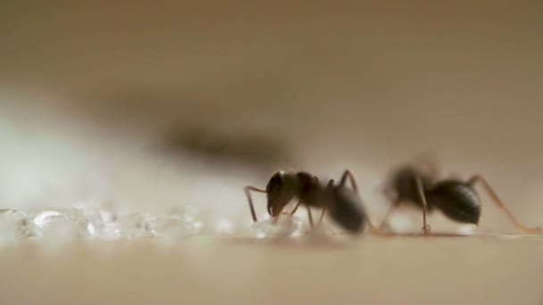 Fourmis manger du sucre sur la table en bois dans la cuisine — Video