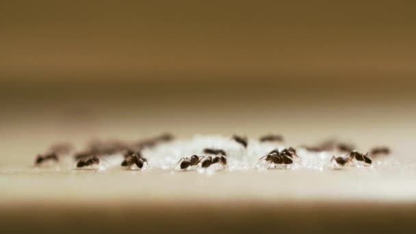 Myror äter socker på träbord i köket — Stockvideo