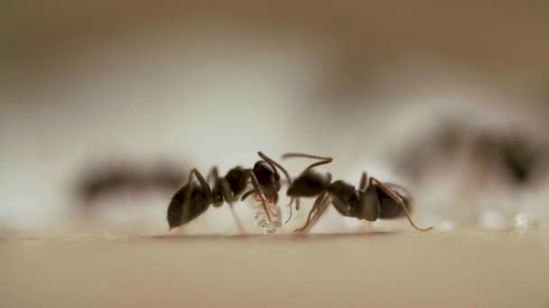 Mieren die suiker eten op houttafel in de keuken — Stockvideo