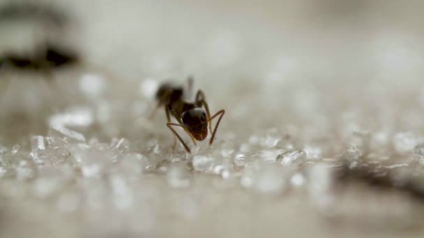 Τα μυρμήγκια τρώνε ζάχαρη στο τραπέζι του δάσους στην κουζίνα — Αρχείο Βίντεο