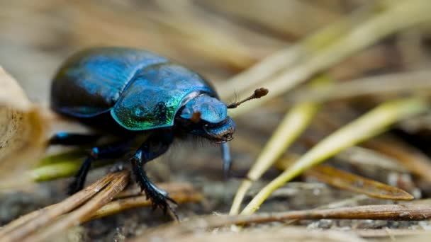 Primer plano de un escarabajo de estiércol aburrido Geotrupidae en el suelo del bosque — Vídeos de Stock