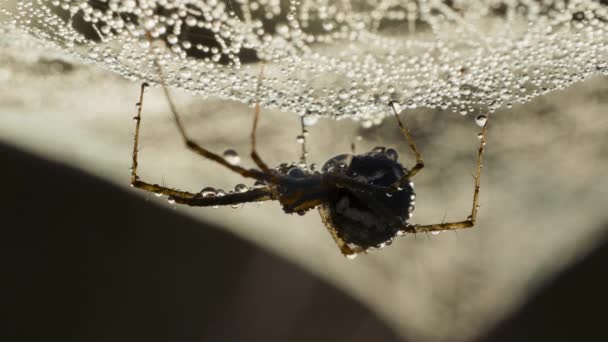 Regentropfen auf dem Spinnennetz mit Spinne. Kleine Regentropfen auf Spinnweben — Stockvideo