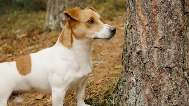 Divertente cane jack russell terrier segna territorio pisciare nella foresta autunnale — Video Stock