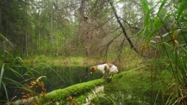 Köpek Jack Russell Teriyer gölün yanındaki sonbahar ormanındaki kütüğün üzerinde dengede duruyor.