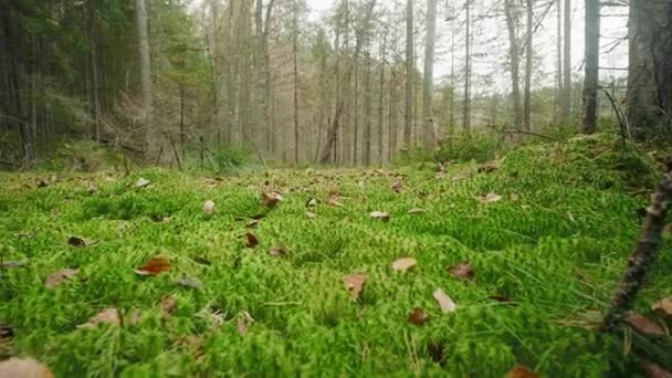 Funny dog jack russell terrier runs in the autumn forest — Stock Video