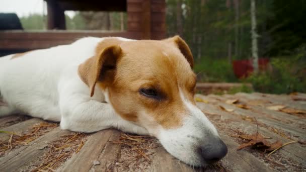 Dog jack russell terrier encontra-se e repousa em chão de madeira na floresta de outono — Vídeo de Stock