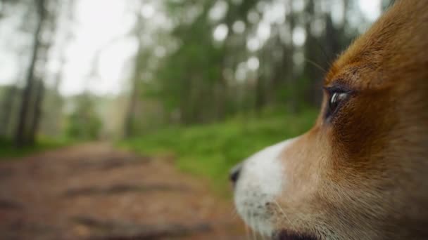 Close up ritratto volto di cane jack russell terrier nella foresta autunnale — Video Stock