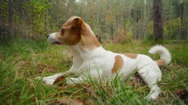 Komik köpek Jack Russell Terrier ormanda oturur ve sahibini bekler.