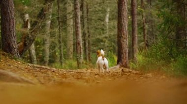 Komik köpek Jack Russell Terrier sonbahar ormanında koşuyor.